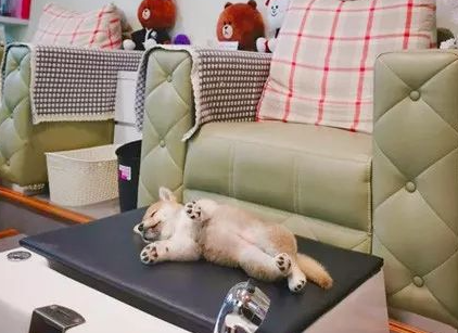 美甲店邀请小柴犬上班,这小奶狗却超不敬业,第一天上班就在店里睡大觉