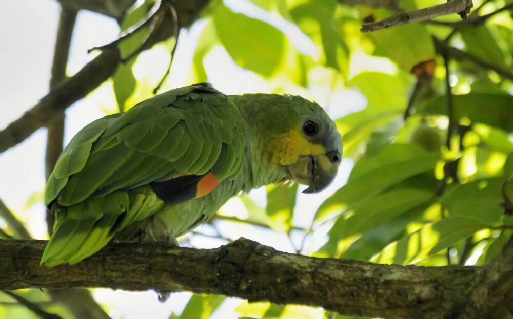 橙翅亚马逊鹦鹉身份信息