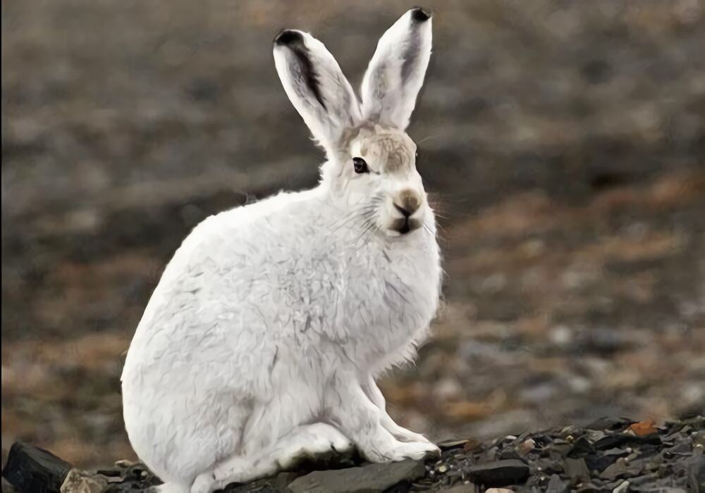 北极兔身份信息