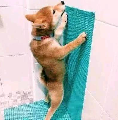 男人养了一只柴犬,下班了回家见到狗狗在厕所,男人笑喷