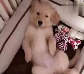 网购了一只金毛犬,快递到家时主人笑出鼻涕