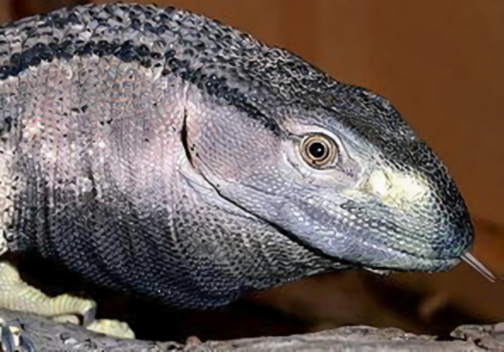 白喉巨蜥身份信息