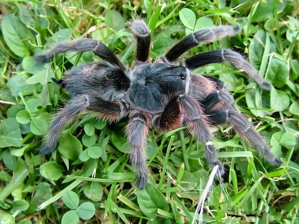 巴西灰烟雾身份信息