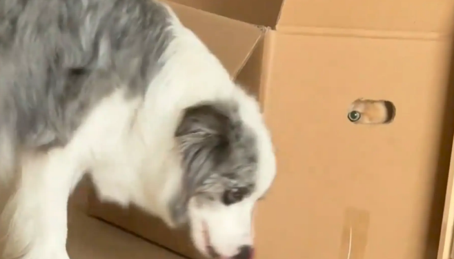 狗子踩了猫咪的尾巴,猫咪生气的钻进箱子观察狗子