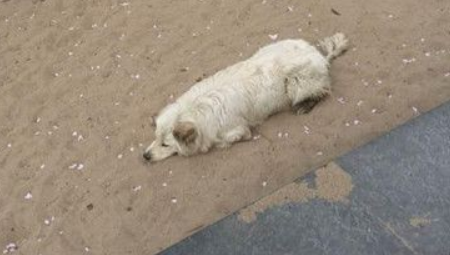 走丢狗狗等主人 用美食诱惑都不能拐走