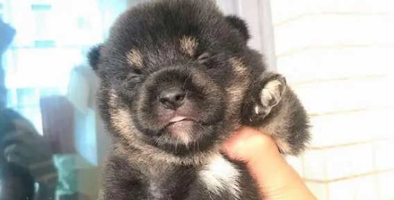 柴犬把“情人”带回了家,现在它们都已经生了小狗