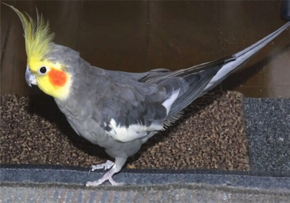 鸡尾鹦鹉身份信息