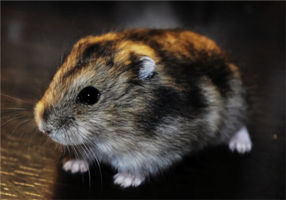 三线仓鼠身份信息