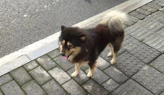 暖心!2岁娃街头迷路 狗狗全程陪伴寻找家人