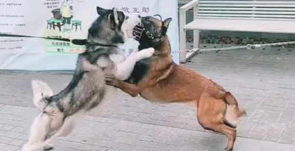 比特犬把哈士奇摁在街边暴揍，警员用电击棍都不起作用，摄像镜头纪录整个过程