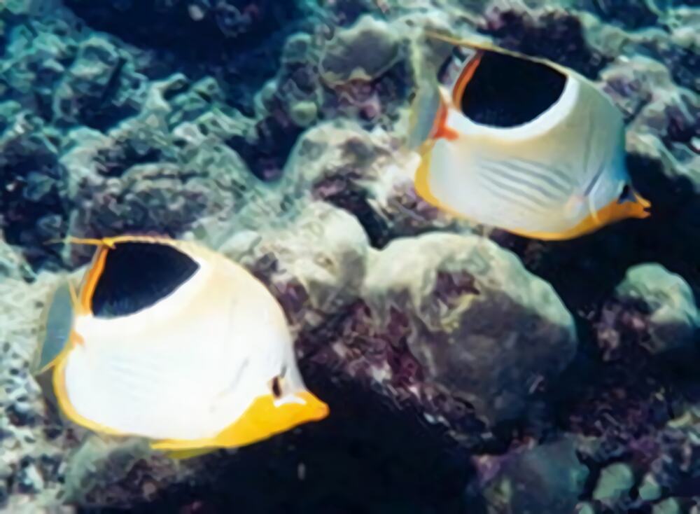 鞭蝴蝶鱼身份信息