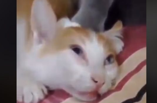 下马威让你知道谁是老大！ 小猫被霸凌幸好马麻来救场