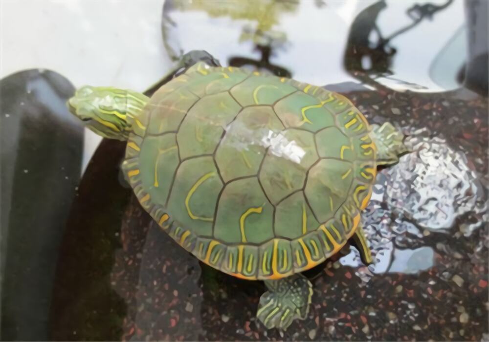 西部锦龟身份信息