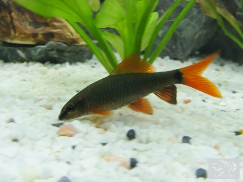 红尾黑鲨身份信息