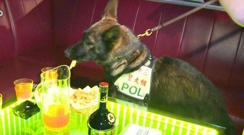缉毒犬值勤嘴馋 偷吃2根薯条
