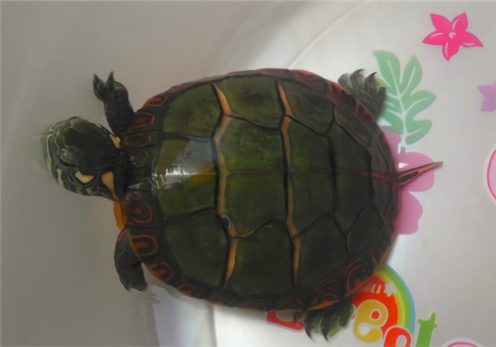 东部锦龟身份信息