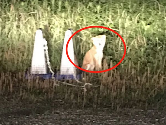 狗狗两次被遗弃,医生领养一年后,明白了原因