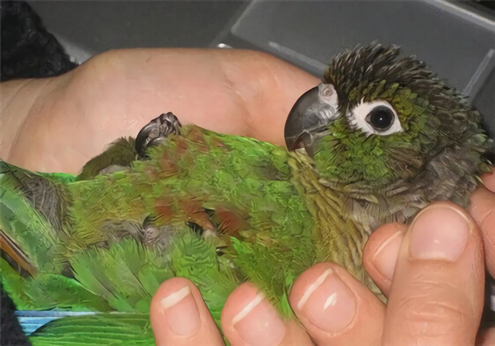 绿颊锥尾鹦鹉身份信息