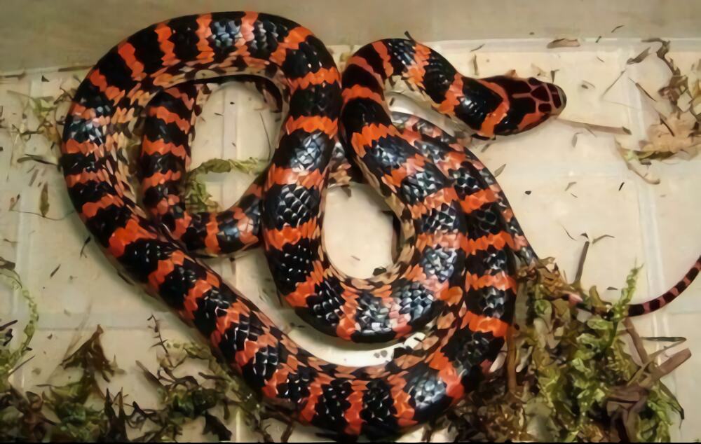 赤练蛇身份信息