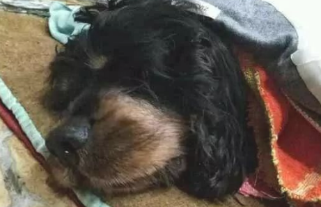 狗狗临终前施展全身气力把骨头放到主人拖鞋里，原来是因为...