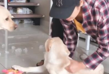 狗崽一直惹祸,气的宠关键丢掉狗狗,但下一秒狗妈的做法很感动!