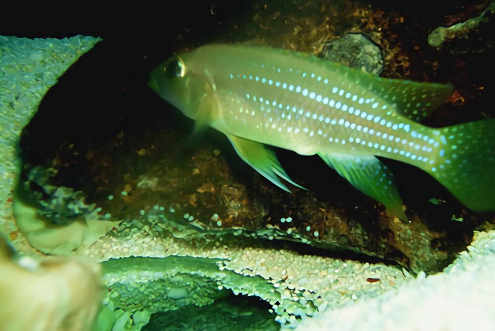 珍珠雀身份信息