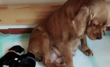 金毛生下一堆小奶狗,一脸生无可恋的表情:咋是这颜色,不喂了!