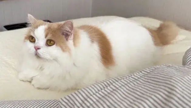 不准丢我的鱼!主人要丢苏格兰折耳猫的破烂玩具,下一秒心碎了……