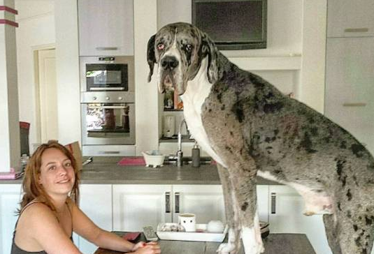 大丹犬主动担任宝宝的“保姆”,时刻贴心陪伴左右