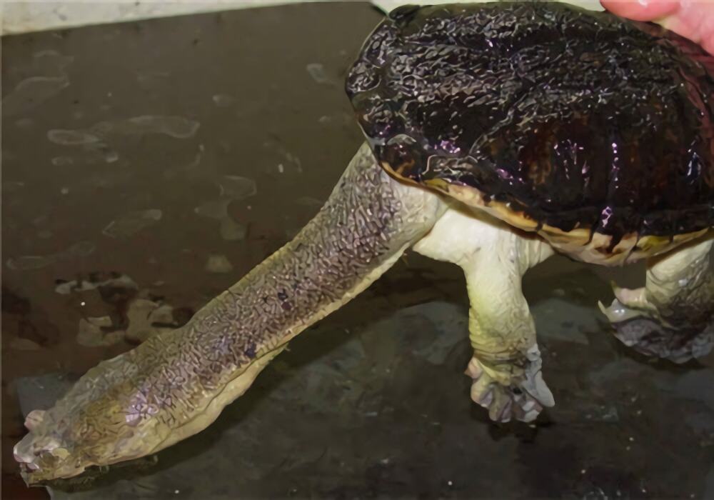 长身蛇颈龟身份信息