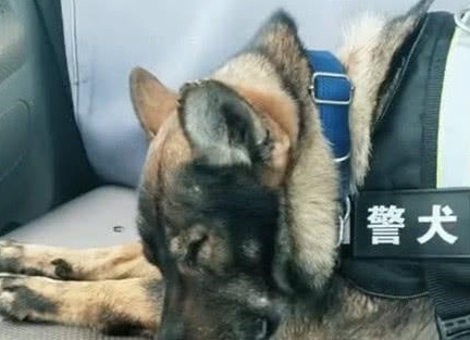 一只小警犬雪地执行任务,冻得直缩脚,网友看了心疼:太勇敢了