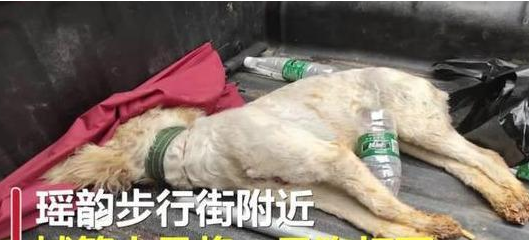 私自上街的宠物狗被活活打死:狗无牵绳一律捕杀