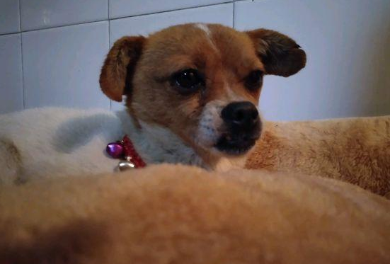 流浪犬饿坏了在垃圾池找吃的,女生喂个面包后,猛然想要收留
