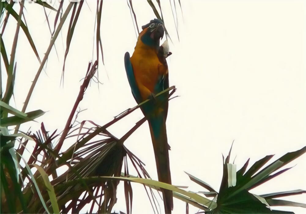 蓝喉金刚鹦鹉身份信息