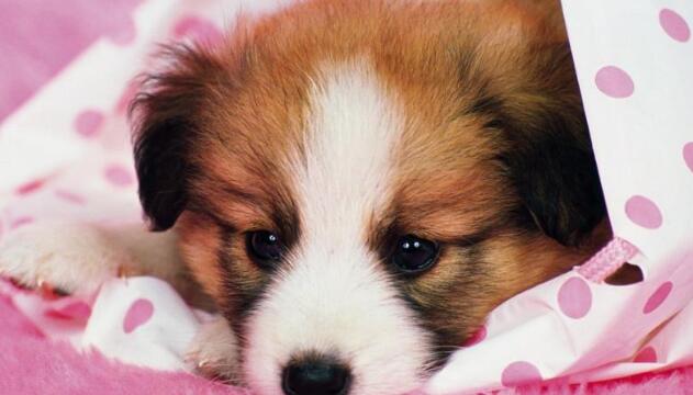 嫌弃狗窝不舒服，狗狗叼来东西自己布置，主人笑喷：这傻狗！