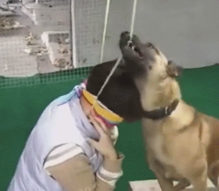 主人装作吊死,狗狗快速解救,利牙一瞬间咬掉挂件绳!