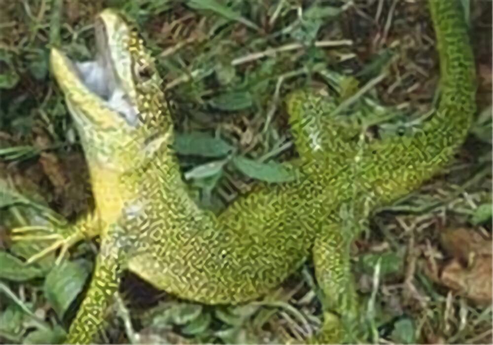 翠绿蜥身份信息