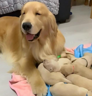 金毛生下一窝狗崽,乐到连入睡都面带微笑,主人看后内心一阵暖