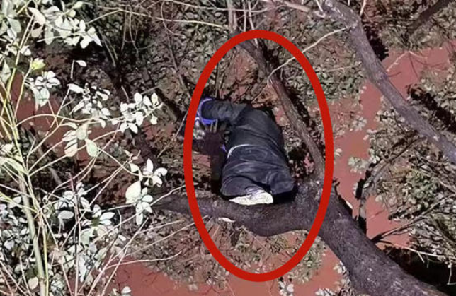 寻宠行业调查：找猫找狗近10年，发现还是人最难找