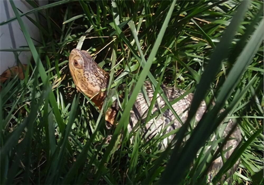 布氏拟龟身份信息