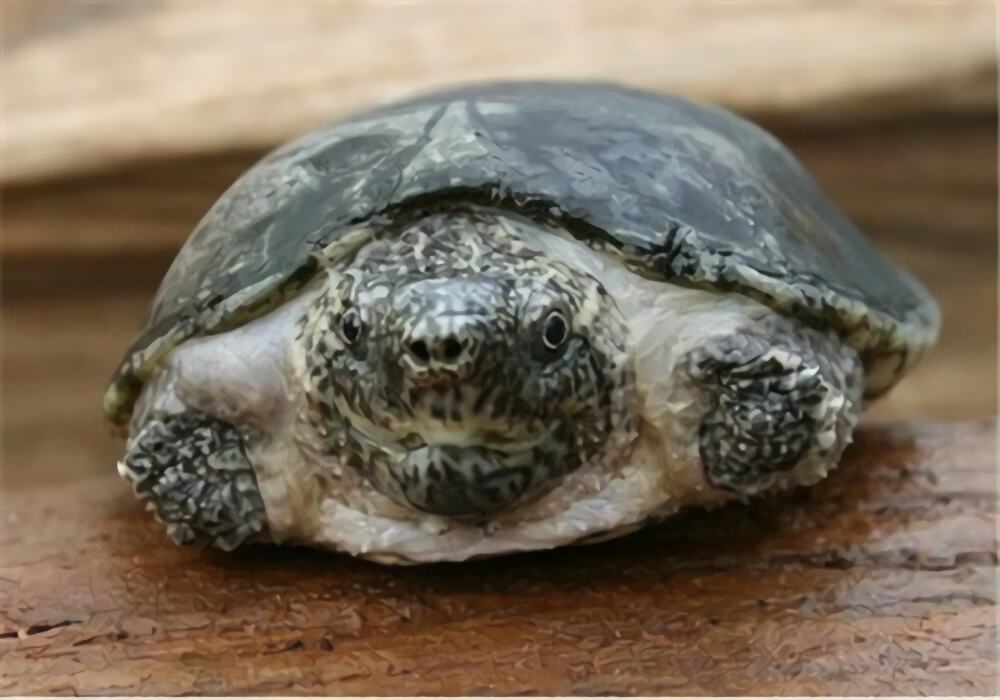 平背麝香龟身份信息