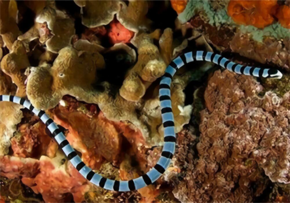 灰蓝扁尾海蛇身份信息