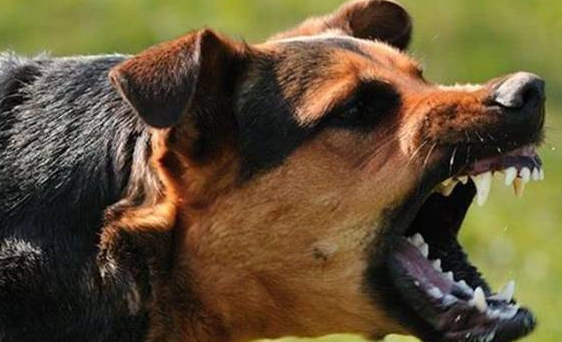 不拴狗绳遛狗,中型犬尖叫吓倒老人