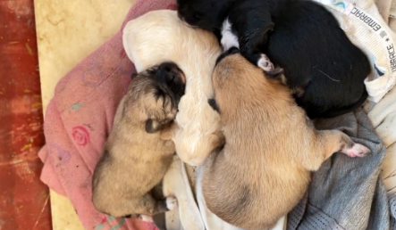 因搬家被留下的怀孕狗狗,生下小狗后瘦成皮包骨,还好遇到好心人