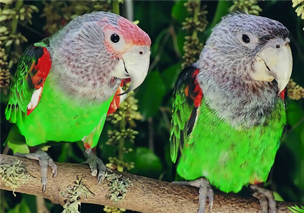 海角鹦鹉身份信息