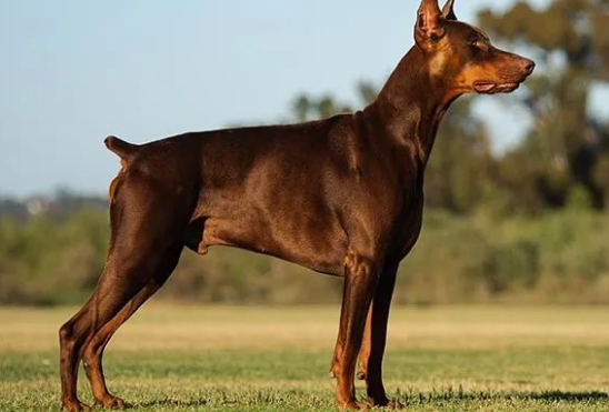 这个追踪4万只狗狗的研究，想让狗和人都活得更长