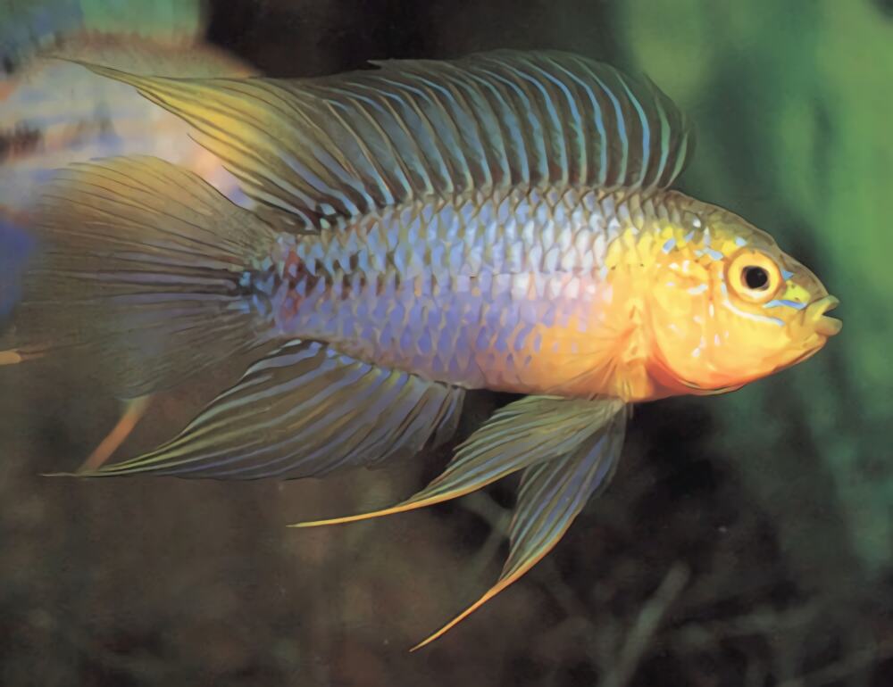 黄金短鲷身份信息