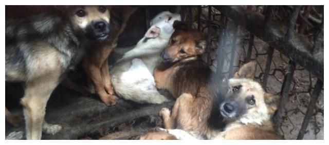 800元的柴犬、500元的布偶猫,我来到了宠物们的“人间炼狱”