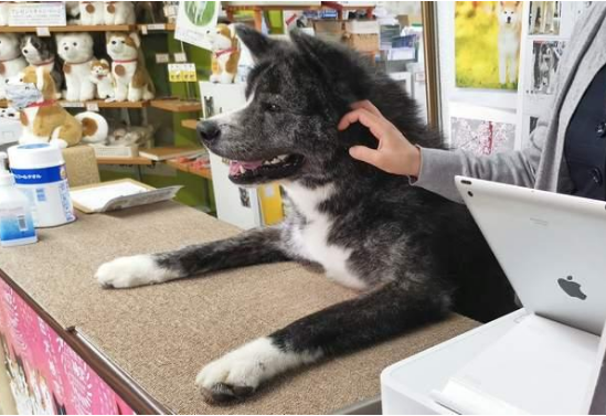 秋田犬陪主人上班总爱撒娇,近80斤却还觉得自己是个宝宝