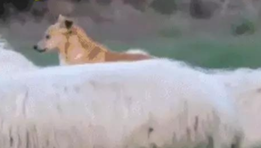 牧羊犬骑在羊身上巡视,这不是“皮皮羊,走!”